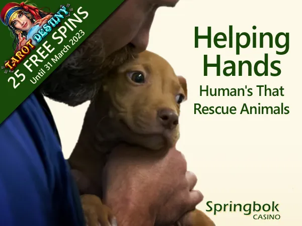 Springbok Casino Salutes Animal Rescuers