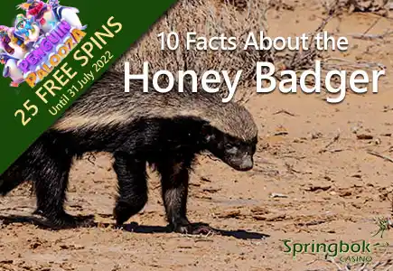 Springbok Casino Shares 10 Facts About the Fierce & Fascinating Honey Badger
