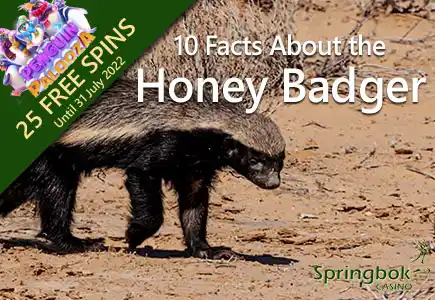 Springbok Casino Shares 10 Facts About the Fascinating Honey Badger