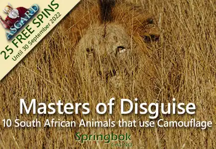 Springbok Casino Salutes African Animals That Are Masters of Disguise